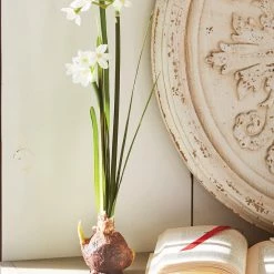 Raz Paperwhite Bulb, Set Of 2