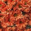 TheHolidayBarn.com Orange Mum Bunch New!